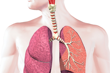 Respiratory System